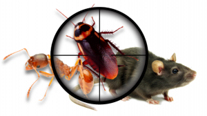 Vivre sans parasites : découvrez l’expertise de l’Exterminateur Saint-Jérôme